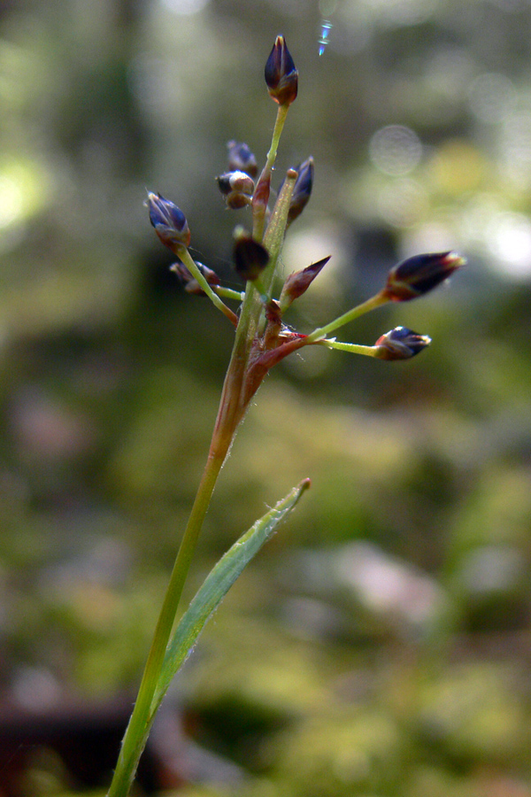 Image of Luzula pilosa specimen.