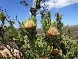 Protea lanceolata