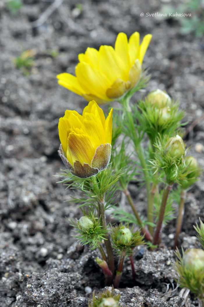 Image of Adonis vernalis specimen.