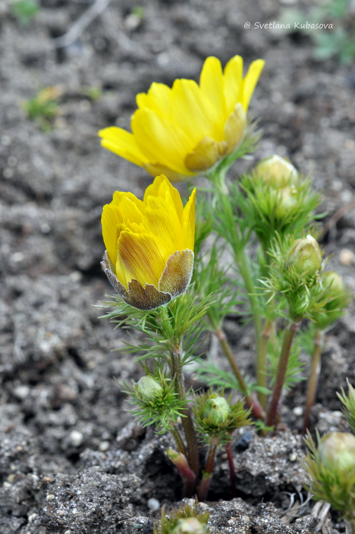 Изображение особи Adonis vernalis.