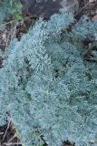 Phlojodicarpus sibiricus. Листья. Иркутская обл., Иркутский р-н, окр. пос. Большое Голоустное, скальный береговой обрыв к Байкалу с редкими деревьями. 17.08.2018.