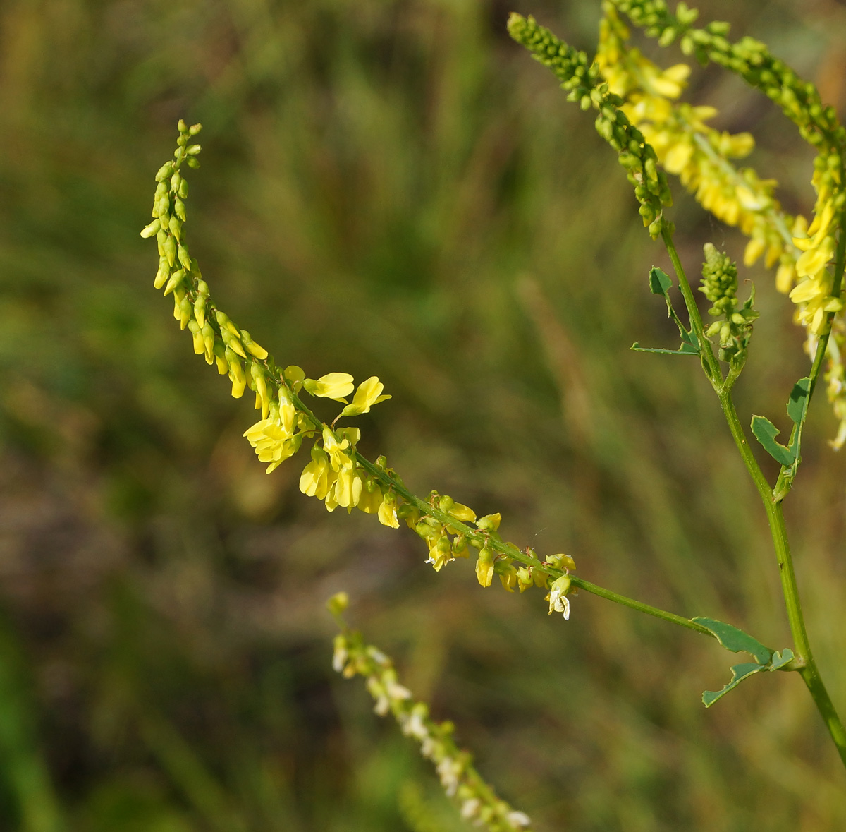 Изображение особи Melilotus officinalis.