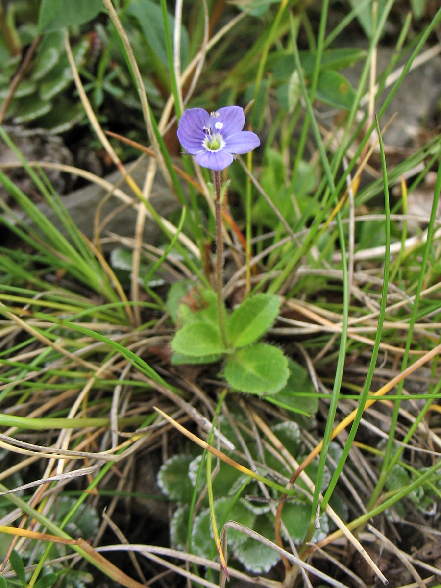 Image of Veronica aphylla specimen.