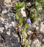 Convolvulus siculus