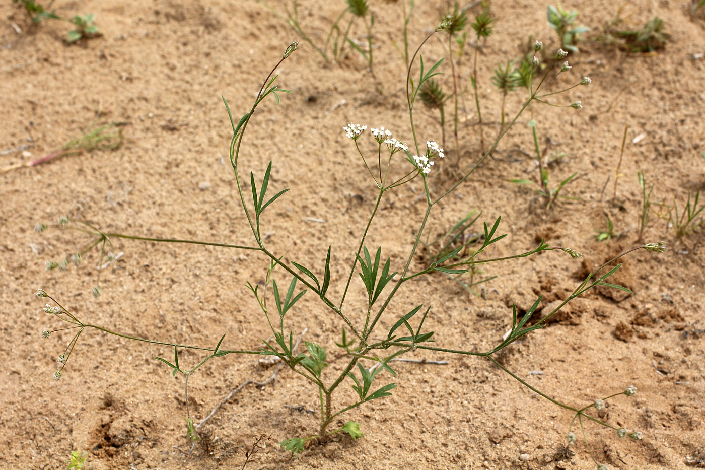 Изображение особи Aphanopleura leptoclada.