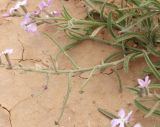 Matthiola longipetala ssp. livida