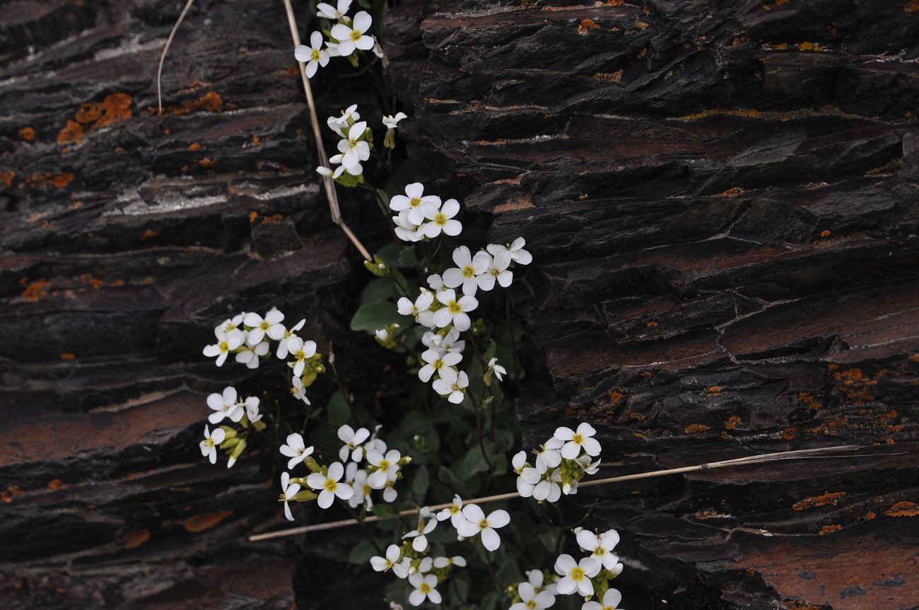 Image of Arabis caucasica specimen.