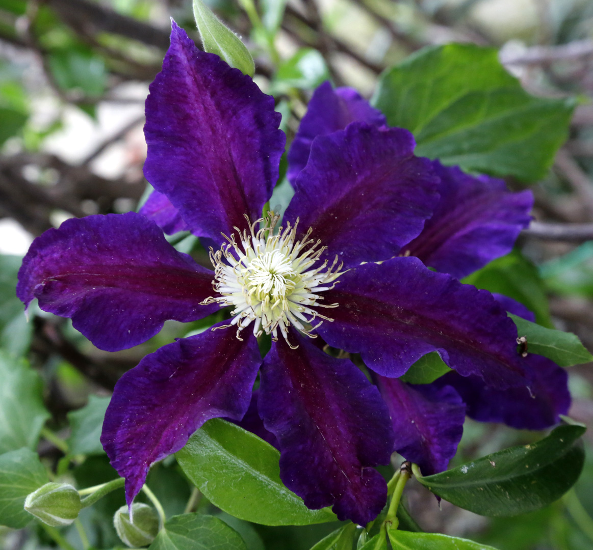 Image of Clematis × jackmanii specimen.