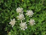 Oenanthe silaifolia. Соцветие. Крым, Байдарская долина, окр. с. Озёрное, влажная луговина. 06.06.2019.