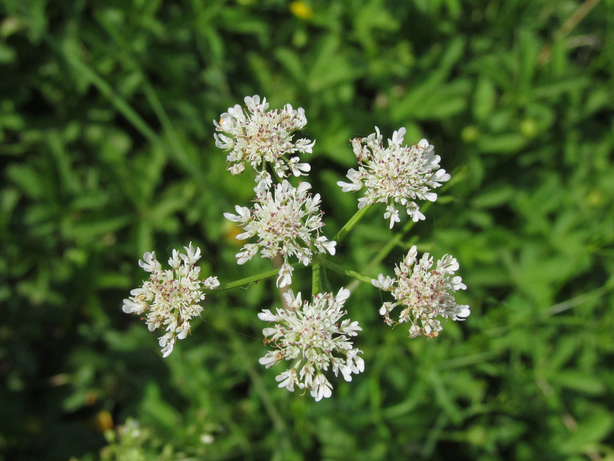 Image of Oenanthe silaifolia specimen.
