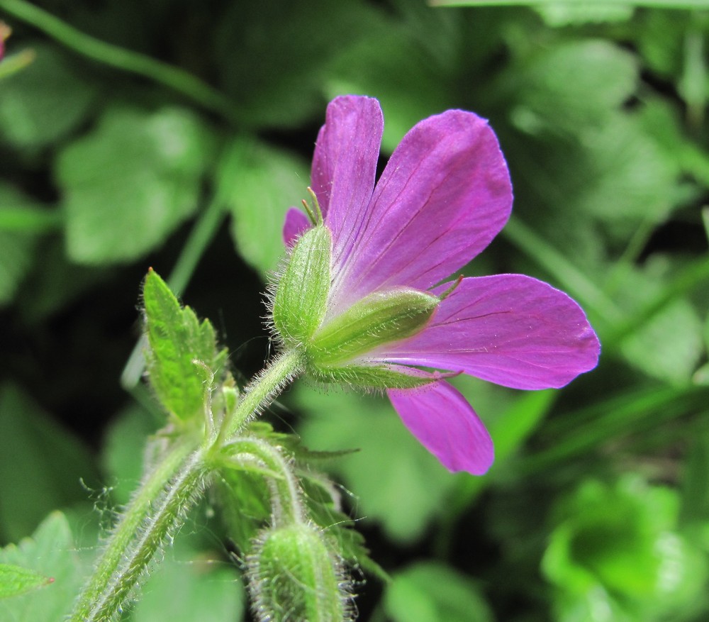 Image of Geranium sylvaticum specimen.