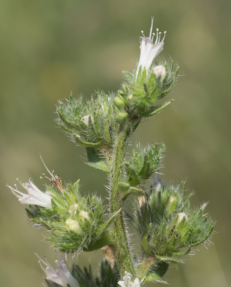 Изображение особи Echium biebersteinii.