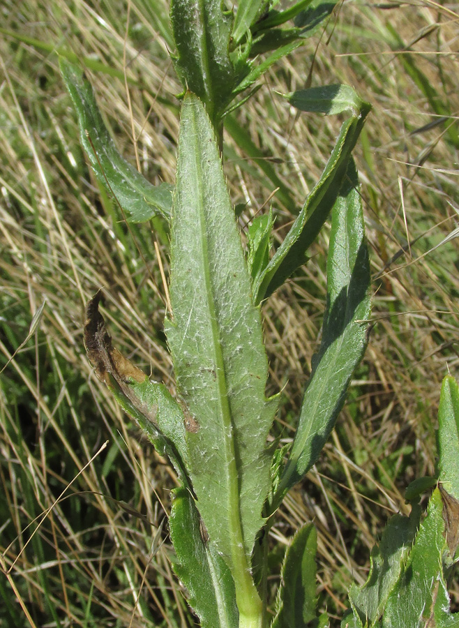 Image of Cirsium setosum specimen.