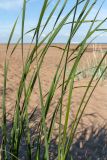 Typha angustifolia