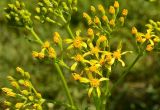 Senecio schwetzowii