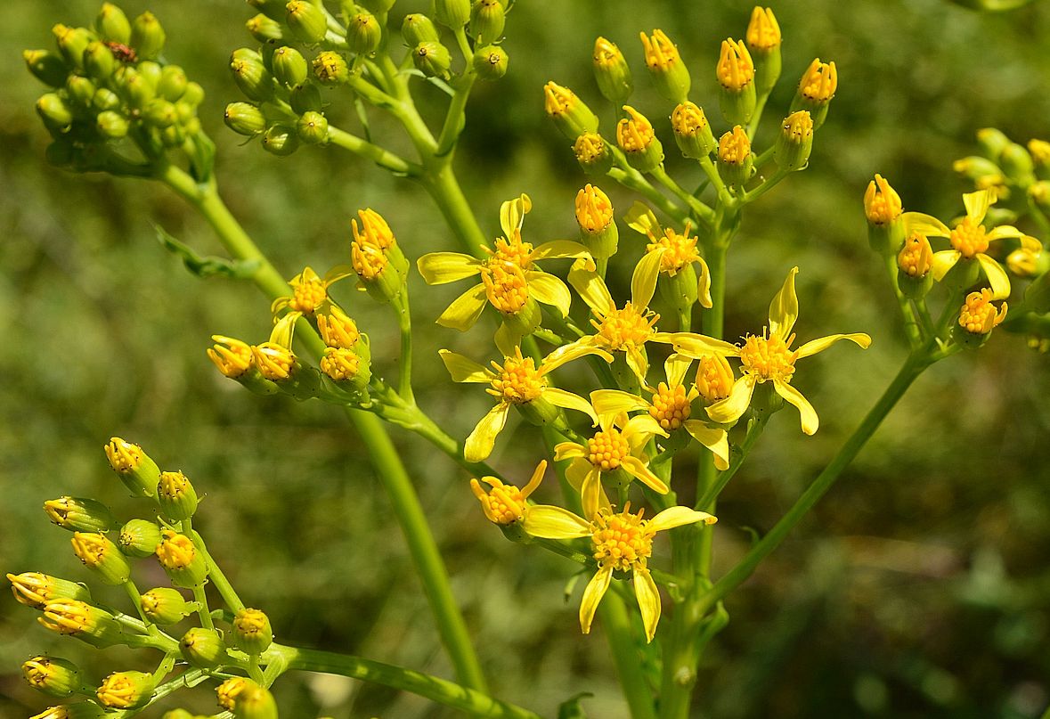 Изображение особи Senecio schwetzowii.