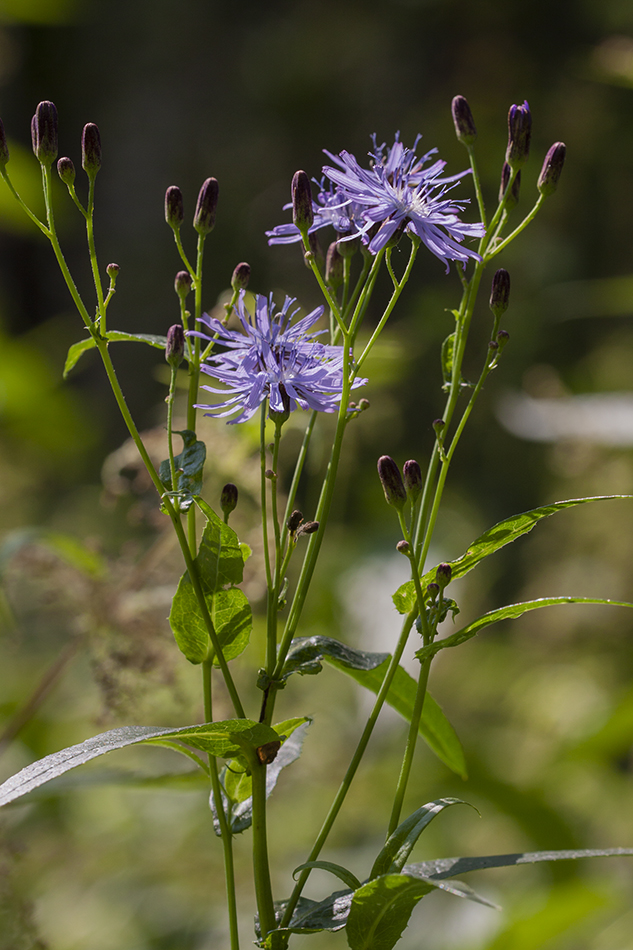 Изображение особи Lactuca sibirica.