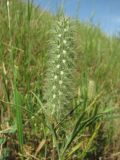 Trifolium angustifolium. Верхушка побега с соплодием. Дагестан, юж. окр. Махачкалы, береговой склон р. Черкесозень. 05.06.2019.