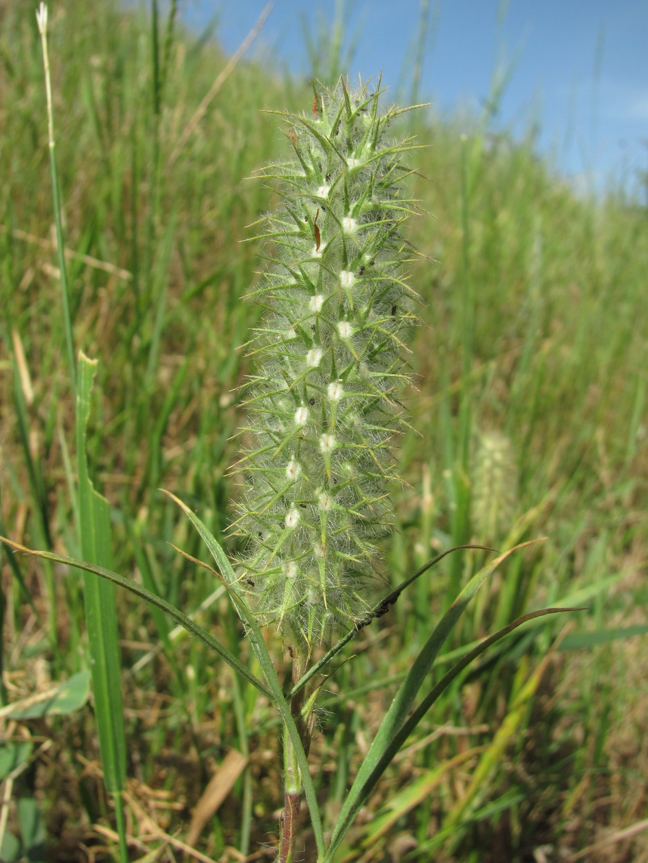 Image of Trifolium angustifolium specimen.