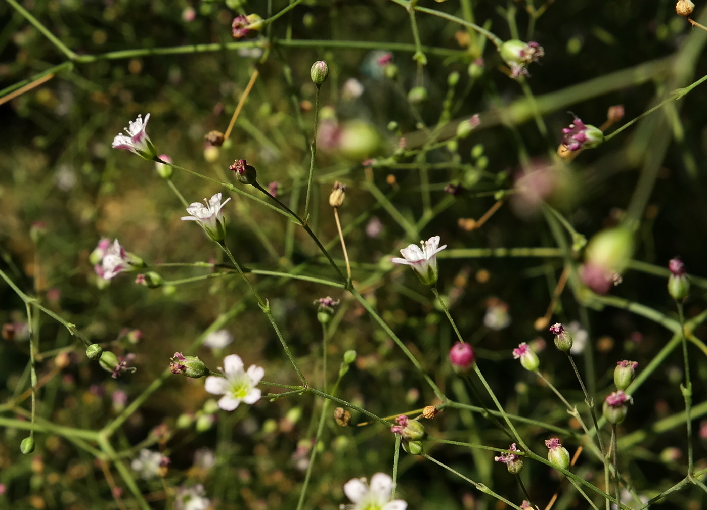 Изображение особи Gypsophila perfoliata.