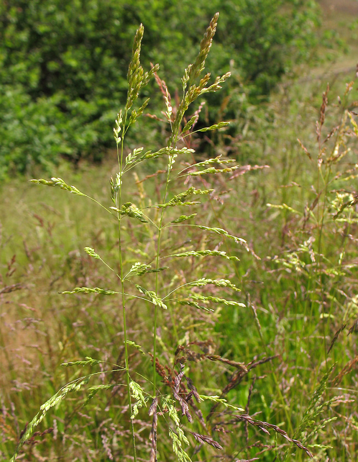 Image of Poa trivialis specimen.