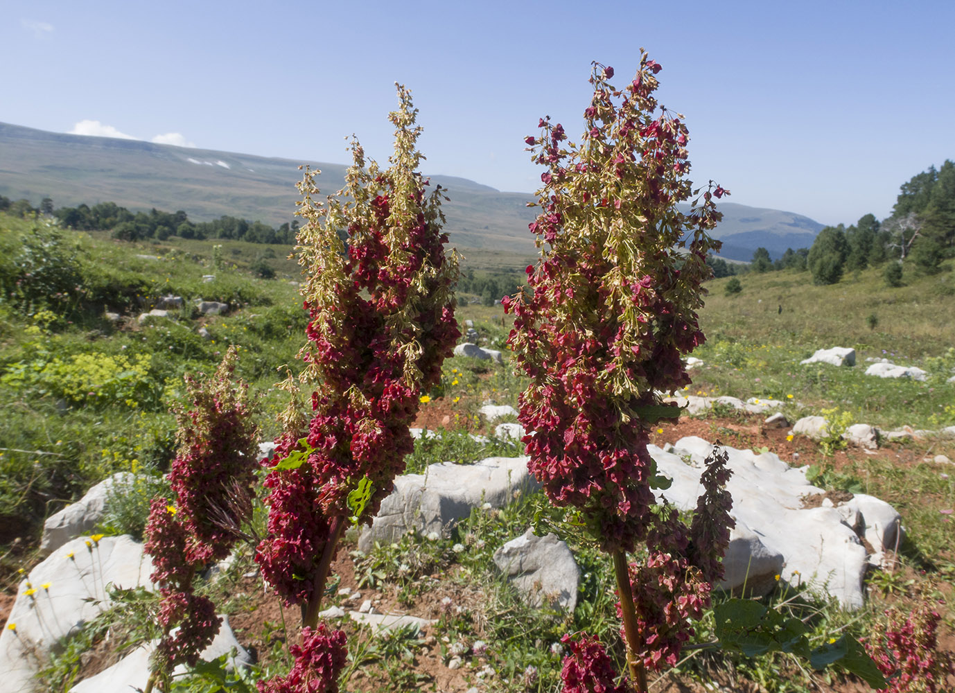 Изображение особи Rumex alpinus.