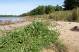 Atriplex calotheca. Плодоносящее(?) растение. Ленинградская обл., Кингисеппский р-н, окр. дер. Урмизно близ охоторыболовной базы \"Динамо\", берег Финского залива, песчаный пляж. 25.08.2019.