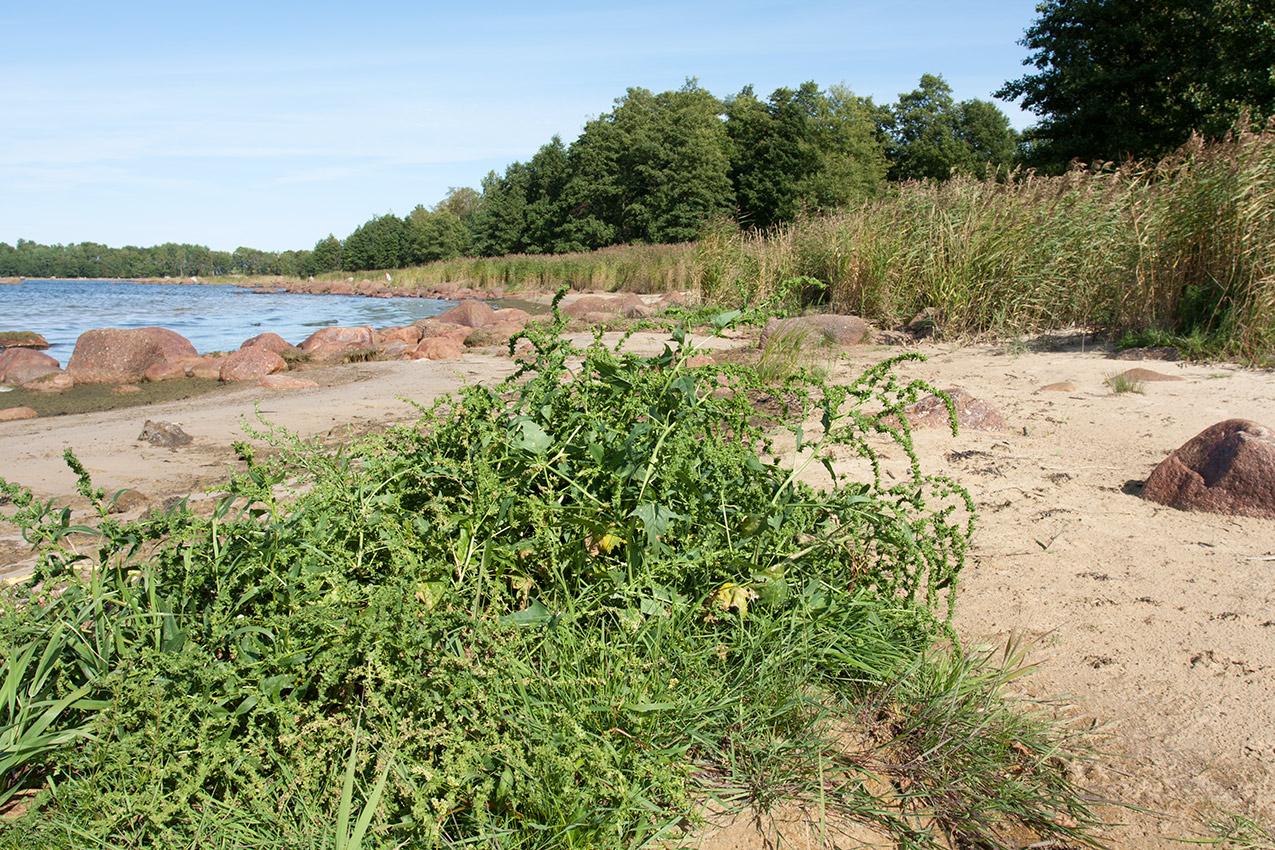 Image of Atriplex calotheca specimen.