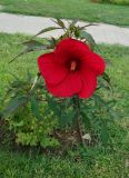 Hibiscus coccineus