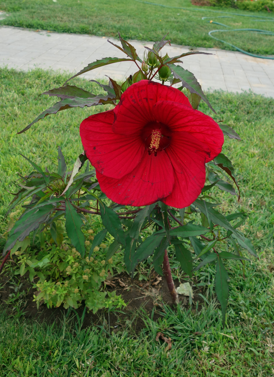 Изображение особи Hibiscus coccineus.