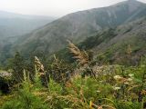 Calamagrostis purpurea