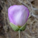 Cistanthe grandiflora