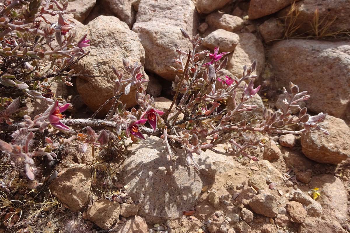 Image of Krameria lappacea specimen.