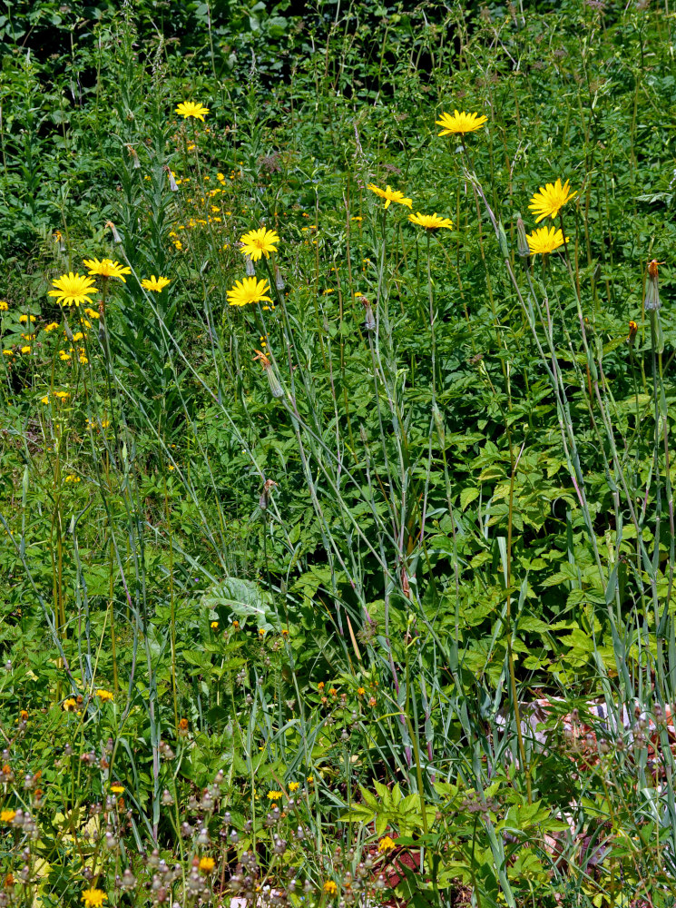 Image of genus Tragopogon specimen.