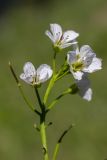 Cardamine amara