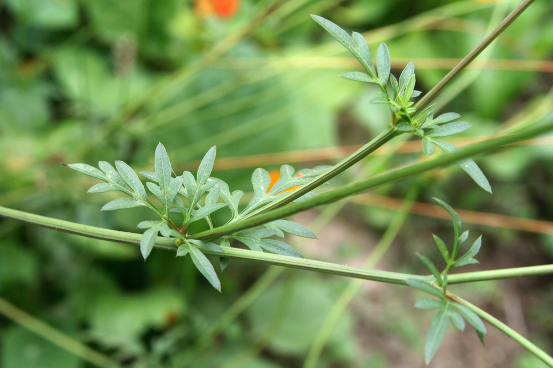 Изображение особи Cosmos sulphureus.