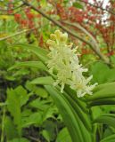 Smilacina stellata