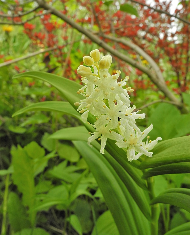 Изображение особи Smilacina stellata.