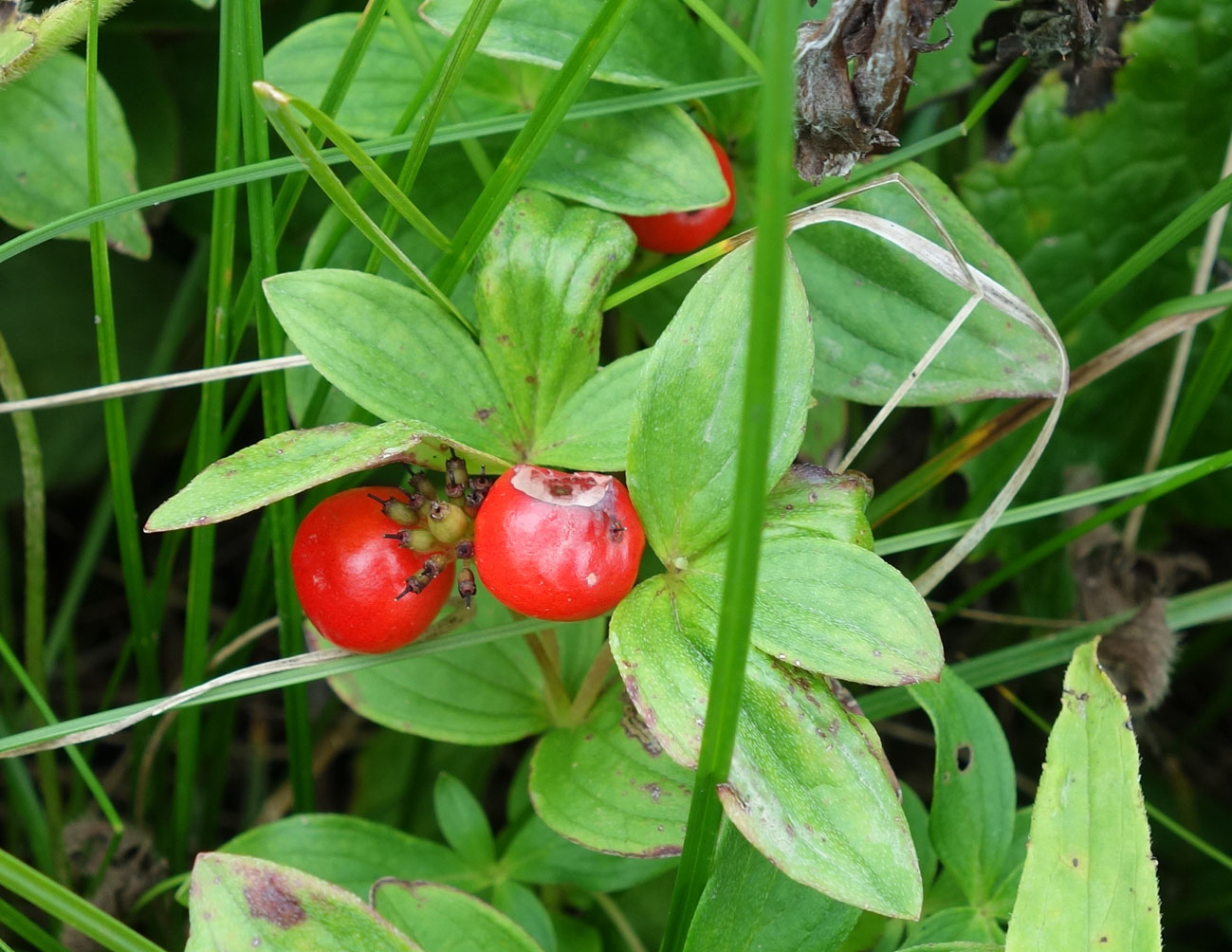 Image of Chamaepericlymenum canadense specimen.