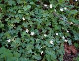 Hepatica falconeri