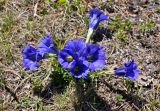 Gentiana grandiflora. Цветущее растение. Алтай, Онгудайский р-н, Семинский перевал, ≈ 1700 м н.у.м., опушка хвойного леса. 10.06.2019.