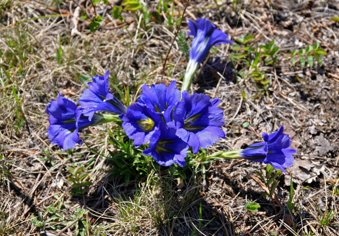 Image of Gentiana grandiflora specimen.