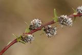 Salix rosmarinifolia