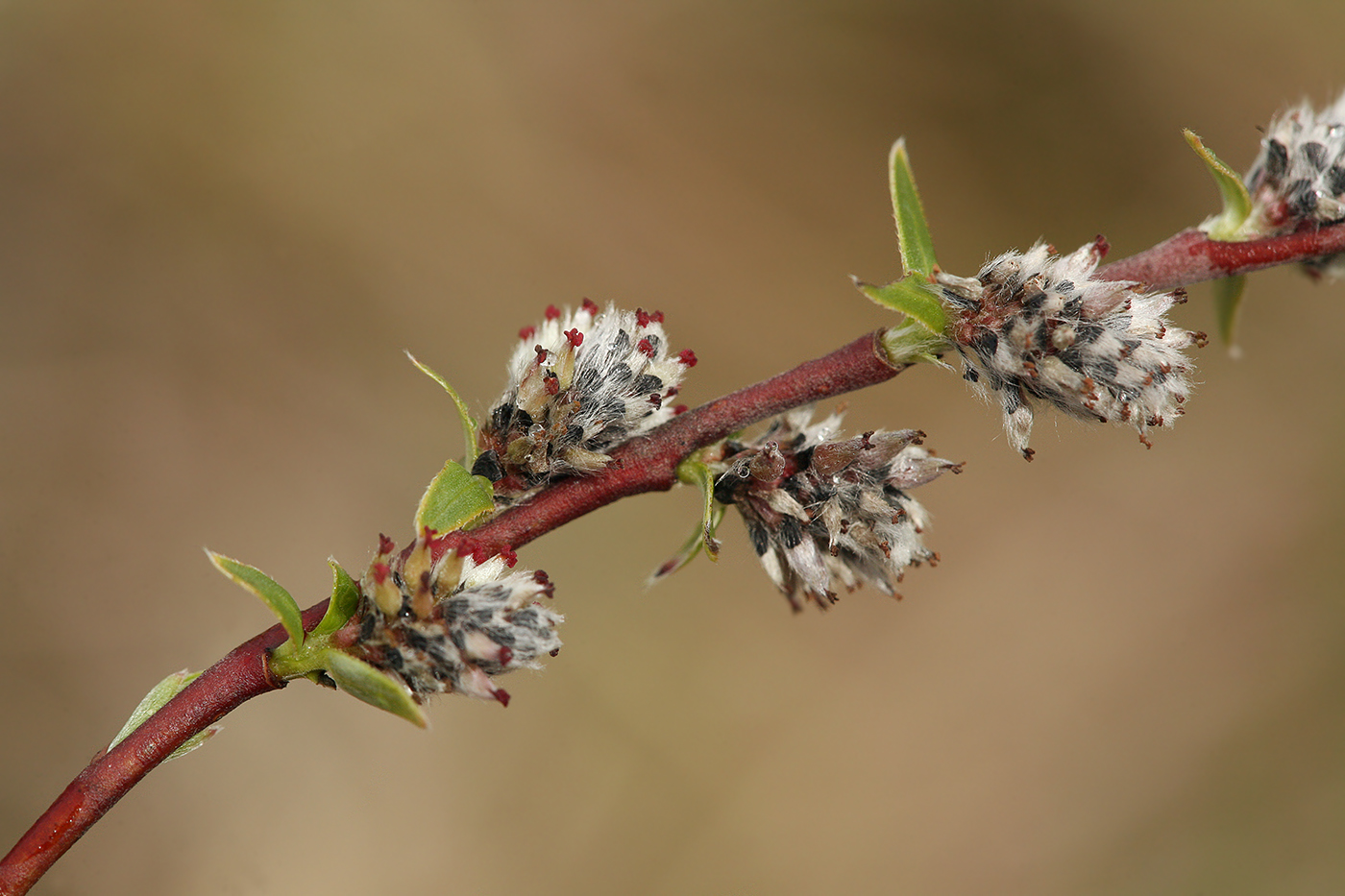 Изображение особи Salix rosmarinifolia.