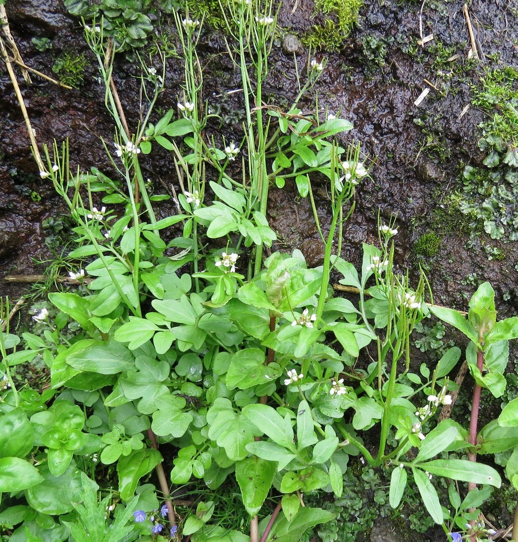 Изображение особи Cardamine regeliana.