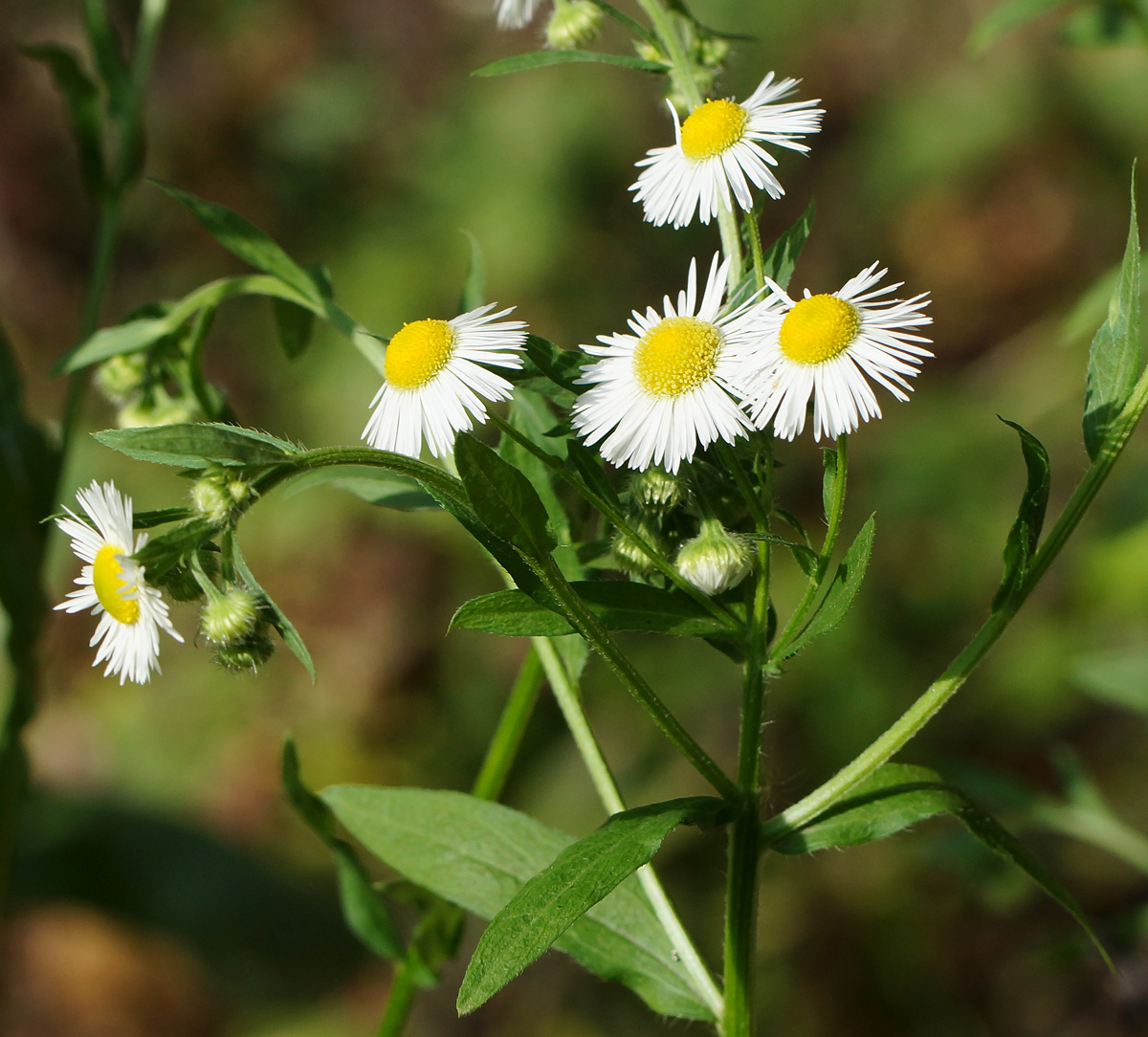 Image of Erigeron annuus specimen.