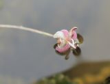 Elodea canadensis. Цветок. Архангельская обл., Вельский р-н, окр. пос. Усть-Шоноша, р. Вель. 28 июля 2010 г.