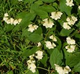 род Philadelphus