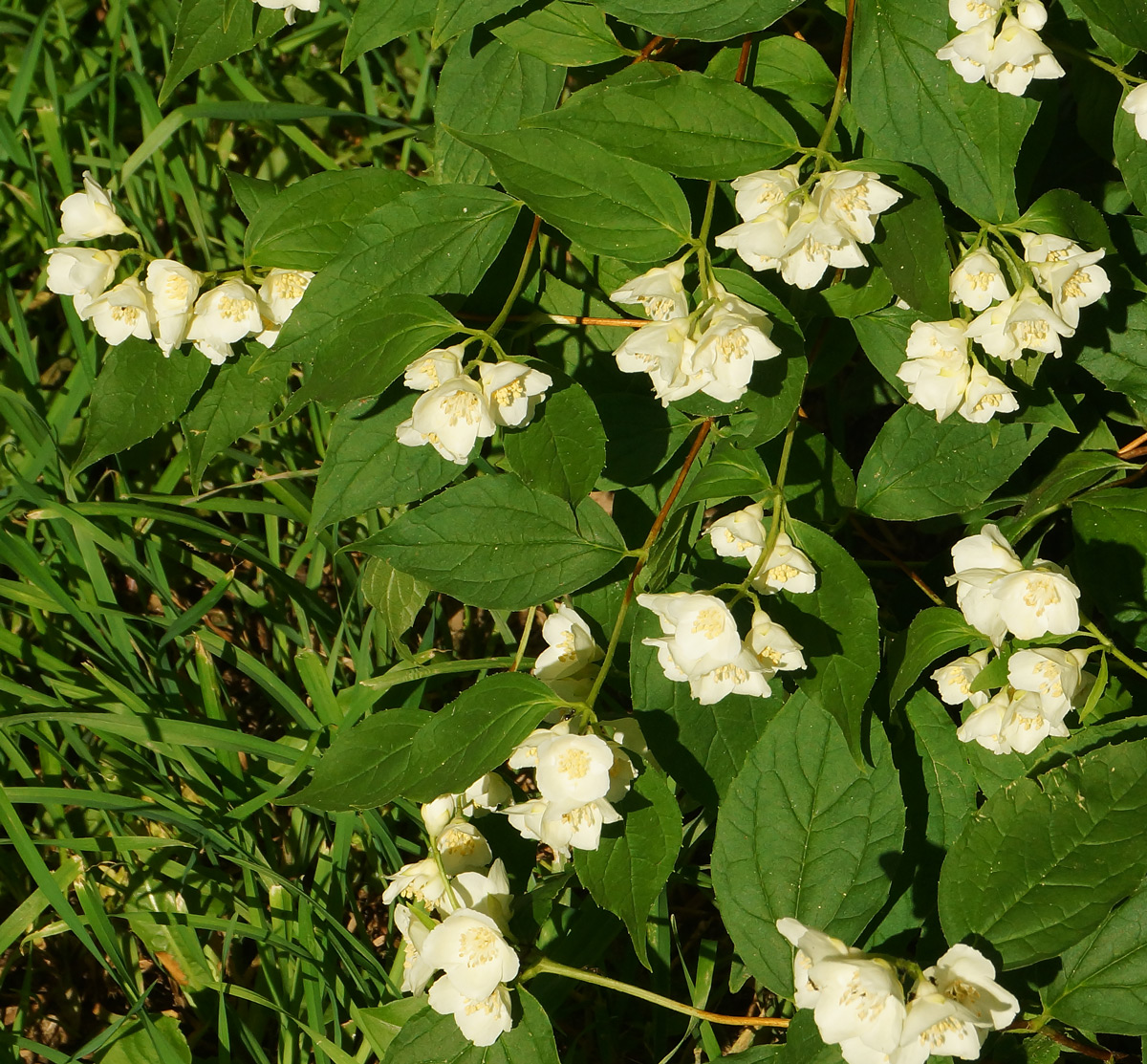 Изображение особи род Philadelphus.