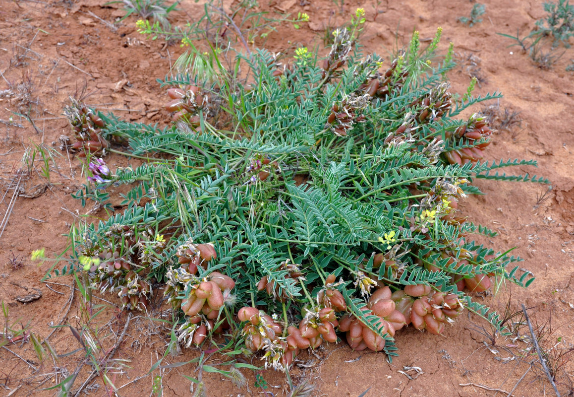 Изображение особи Astragalus physodes.